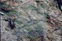 登錄號:F0003453藏品圖，第6張