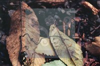 登錄號:F0003453藏品圖，第7張