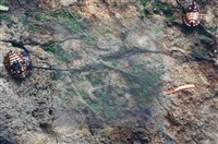 登錄號:F0003453藏品圖，第8張