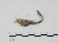 登錄號:F0003455藏品圖，第1張