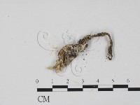 登錄號:F0003455藏品圖，第3張