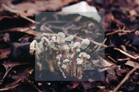 登錄號:F0003455藏品圖，第5張