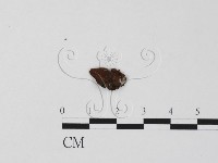 登錄號:F0003456藏品圖，第3張