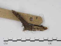 登錄號:F0003458藏品圖，第3張