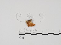 登錄號:F0003460藏品圖，第1張