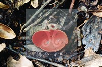 登錄號:F0003460藏品圖，第5張