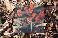 登錄號:F0003460藏品圖，第6張