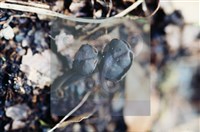 Accession Number:F0003461 Collection Image, Figure 4, Total 5 Figures