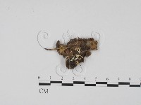 登錄號:F0003462藏品圖，第1張