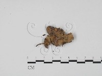 登錄號:F0003462藏品圖，第3張