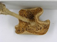 登錄號:F0003465藏品圖，第5張