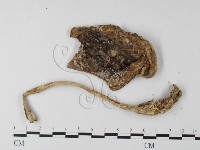 登錄號:F0003466藏品圖，第4張