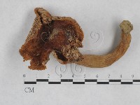 登錄號:F0003467藏品圖，第1張