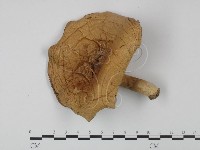 登錄號:F0003468藏品圖，第1張