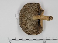 登錄號:F0003468藏品圖，第3張