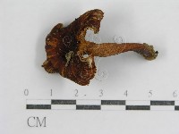 登錄號:F0003469藏品圖，第1張