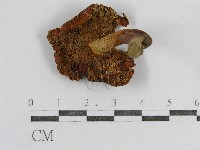 登錄號:F0003469藏品圖，第4張