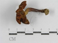 登錄號:F0003469藏品圖，第5張