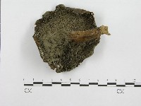 登錄號:F0003470藏品圖，第1張