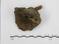 登錄號:F0003470藏品圖，第4張