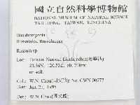 紅菇屬藏品圖，第2張