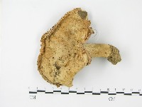 登錄號:F0003472藏品圖，第1張