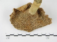 登錄號:F0003472藏品圖，第3張