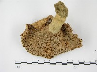 登錄號:F0003472藏品圖，第4張