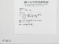 紅菇屬藏品圖，第2張