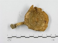 紅菇屬藏品圖，第1張