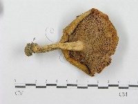 紅菇屬藏品圖，第3張