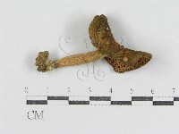 登錄號:F0003474藏品圖，第1張