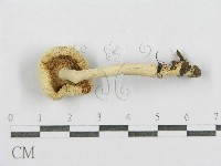 紅菇屬藏品圖，第3張