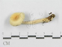 紅菇屬藏品圖，第4張