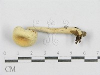 紅菇屬藏品圖，第5張