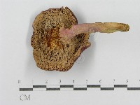 紅菇屬藏品圖，第1張