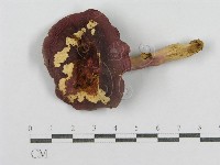 紅菇屬藏品圖，第3張