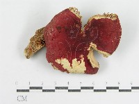 登錄號:F0003478藏品圖，第1張