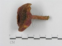 紅菇屬藏品圖，第1張