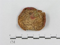 紅菇屬藏品圖，第4張