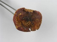 紅菇屬藏品圖，第5張