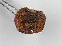 紅菇屬藏品圖，第6張