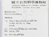 紅菇屬藏品圖，第2張