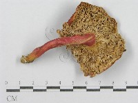 紅菇屬藏品圖，第1張