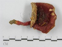 紅菇屬藏品圖，第3張