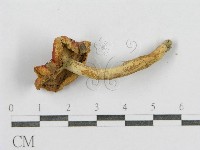 紅菇屬藏品圖，第3張