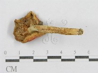 紅菇屬藏品圖，第4張