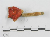 紅菇屬藏品圖，第5張