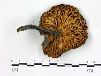 登錄號:F0003486藏品圖，第3張