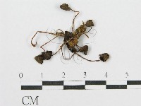 登錄號:F0003487藏品圖，第1張